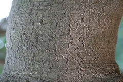 Schotia brachypetala